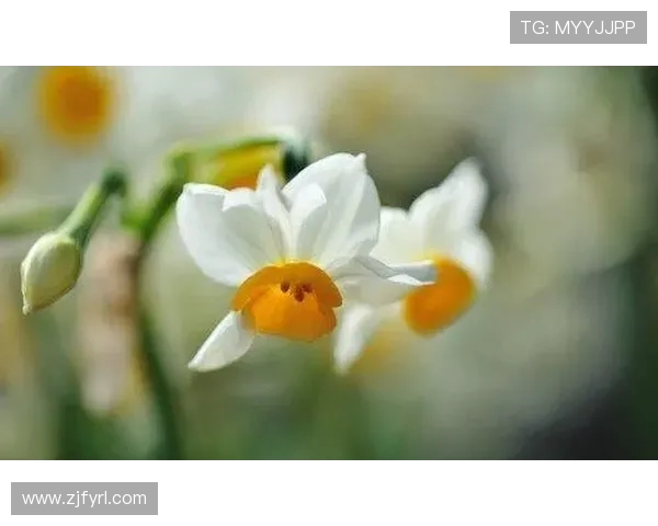 史鸿飞：从平凡到卓越的奋斗历程与人生智慧分享